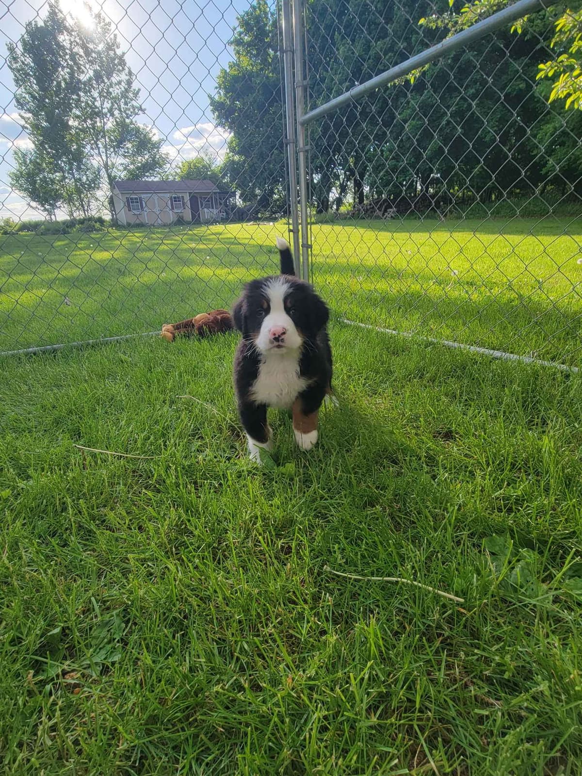 Bernese Mountain Dog Puppies breeder image 12