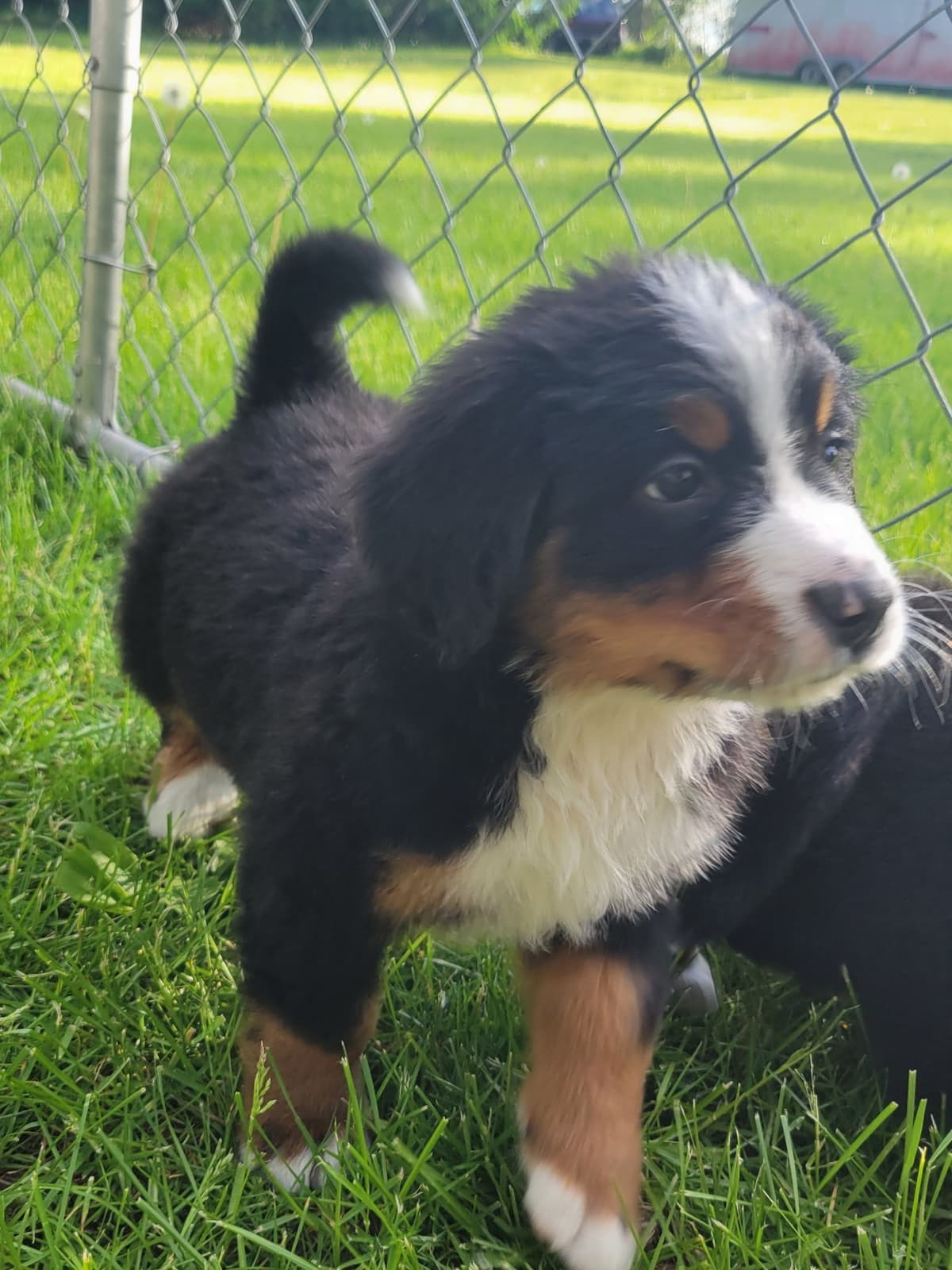 Bernese Mountain Dog Puppies breeder image 13