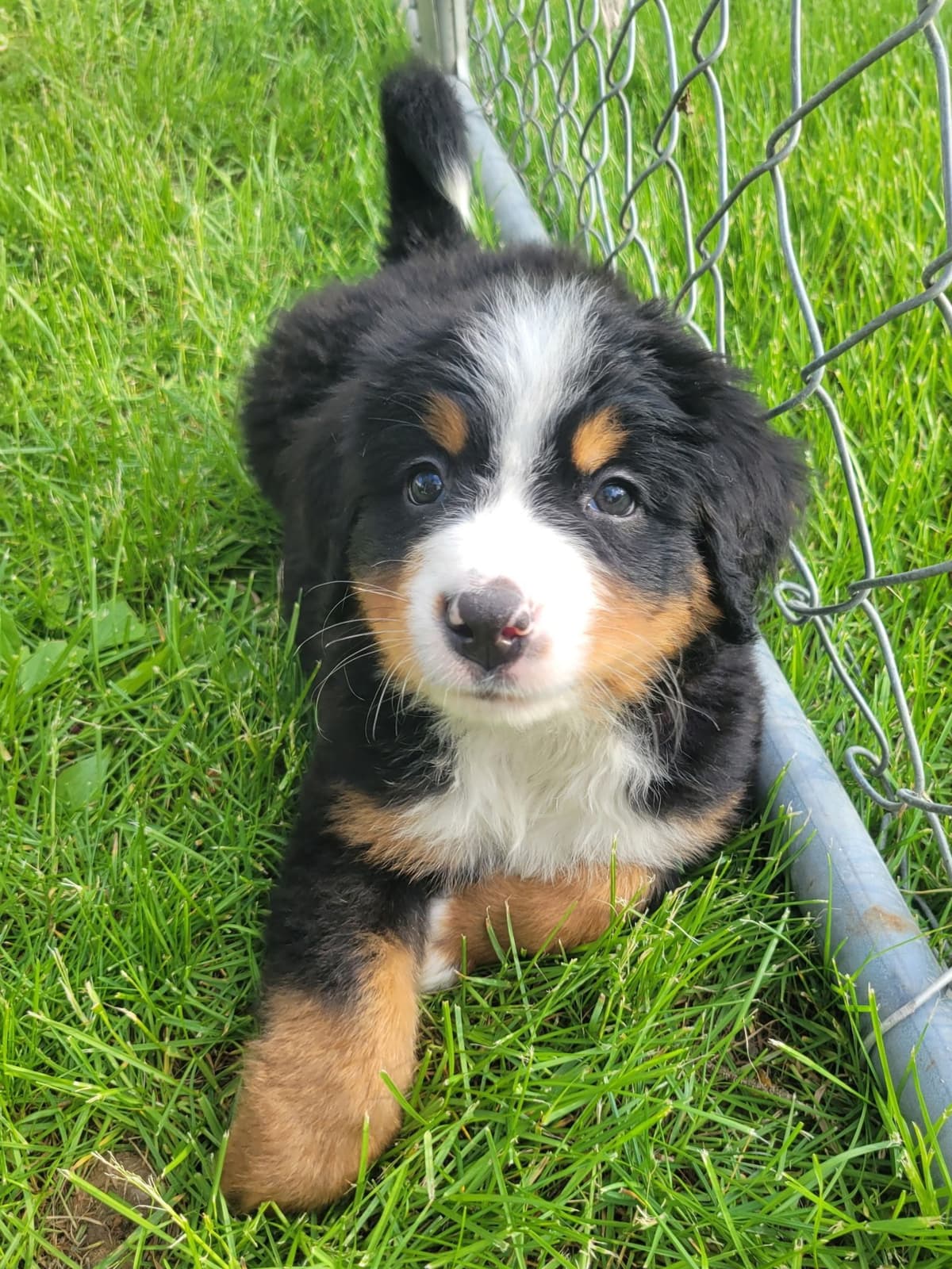 Bernese Mountain Dog Puppies breeder image 14