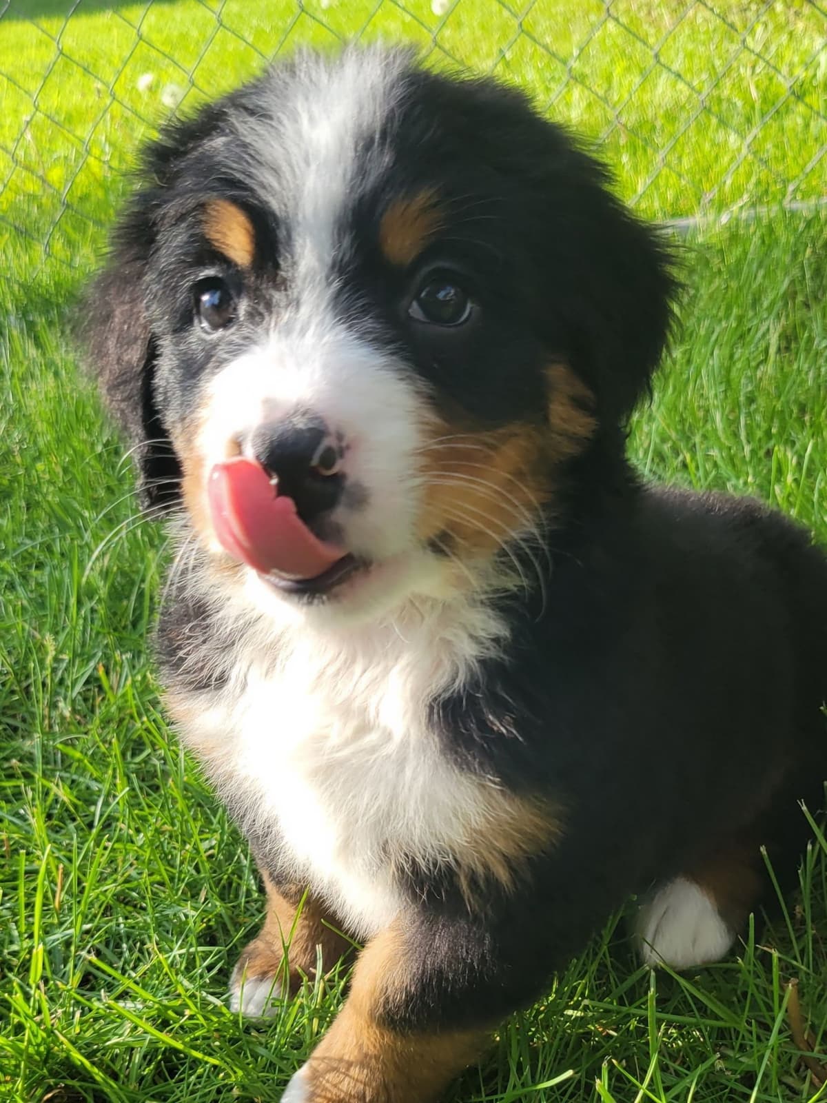 Bernese Mountain Dog Puppies breeder image 15