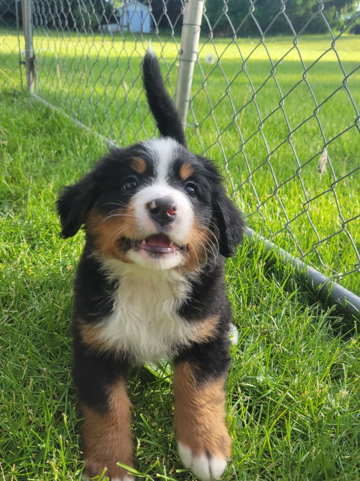 Bernese Mountain Dog Puppies breeder image 16