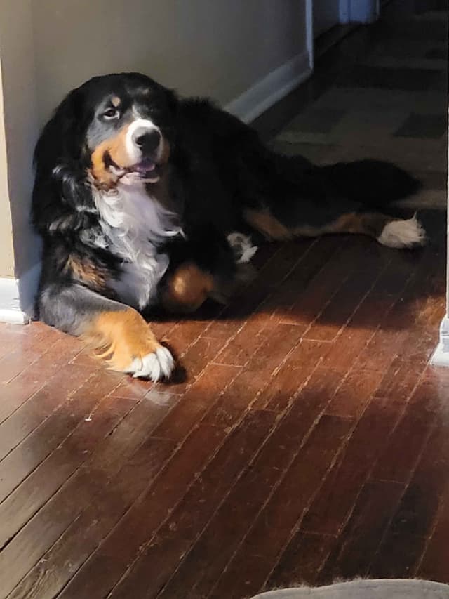 Bernese Mountain Dog Puppies media 3