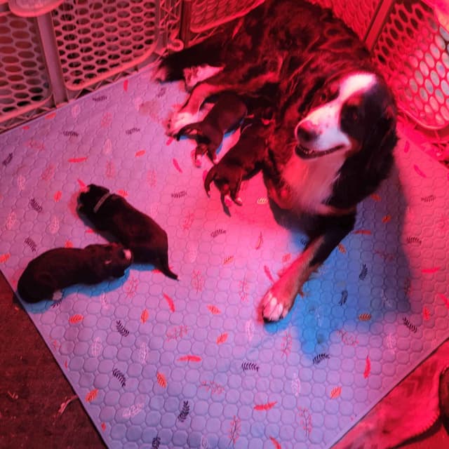 Bernese Mountain Dog Puppies media 4