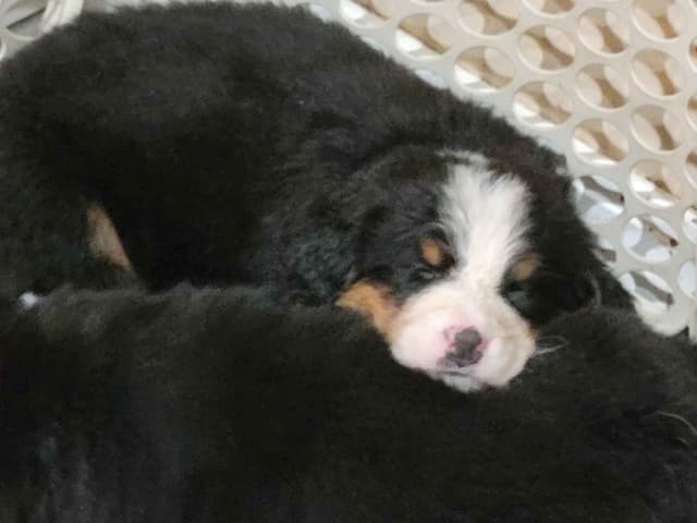 Bernese Mountain Dog Puppies media 5