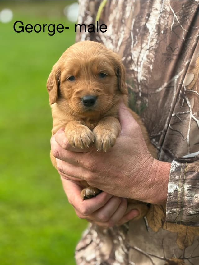 Golden Retriever Puppies media 2