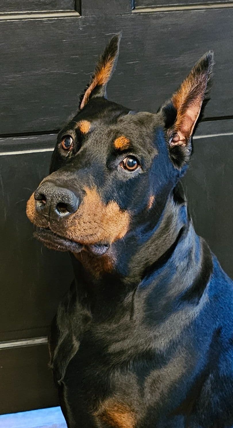 Doberman Pinscher Puppies breeder image 1