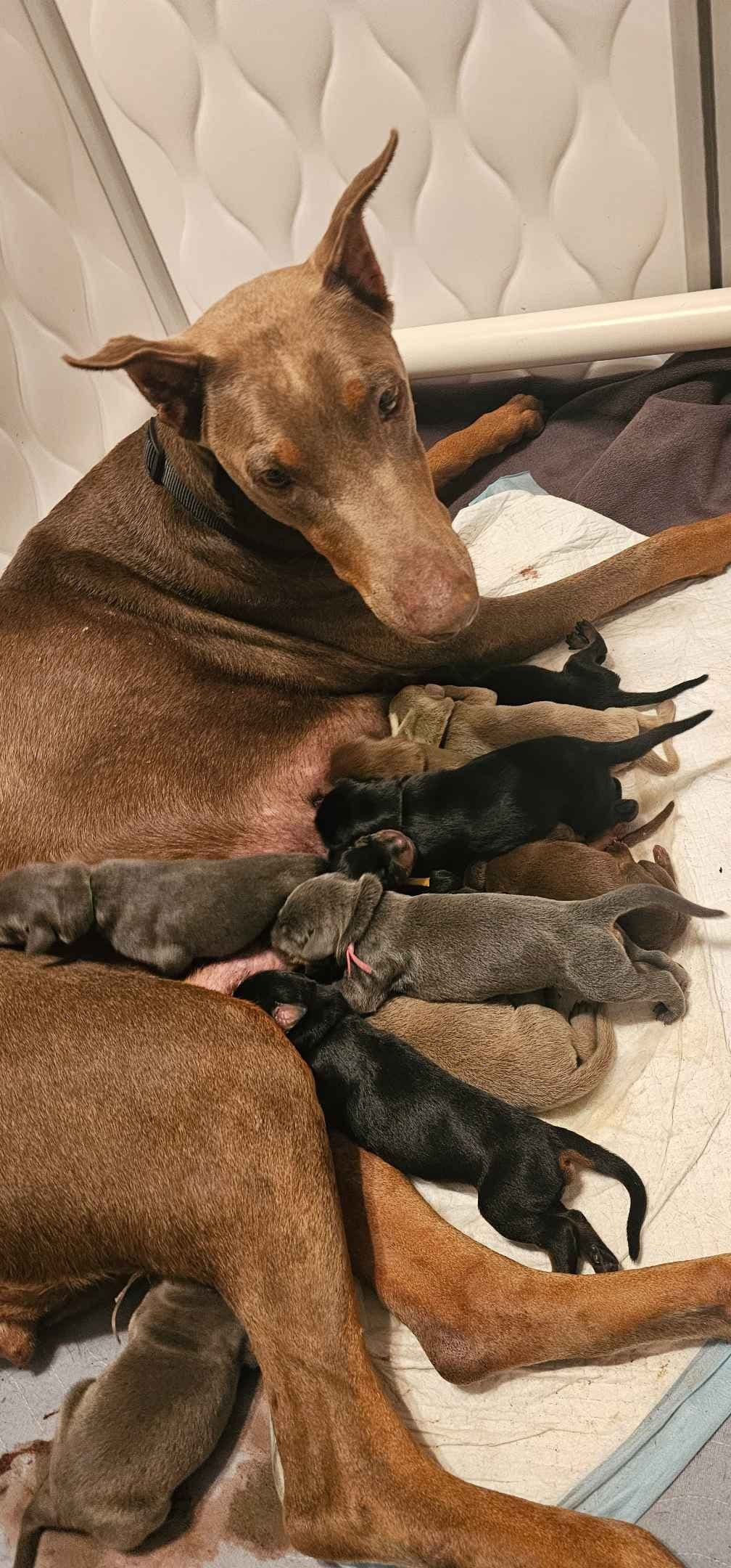 Doberman Pinscher Puppies breeder image 2