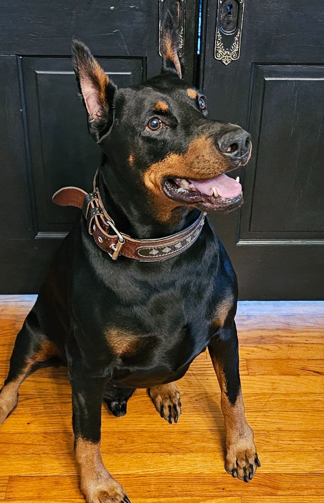 Doberman Pinscher Puppies breeder image 3