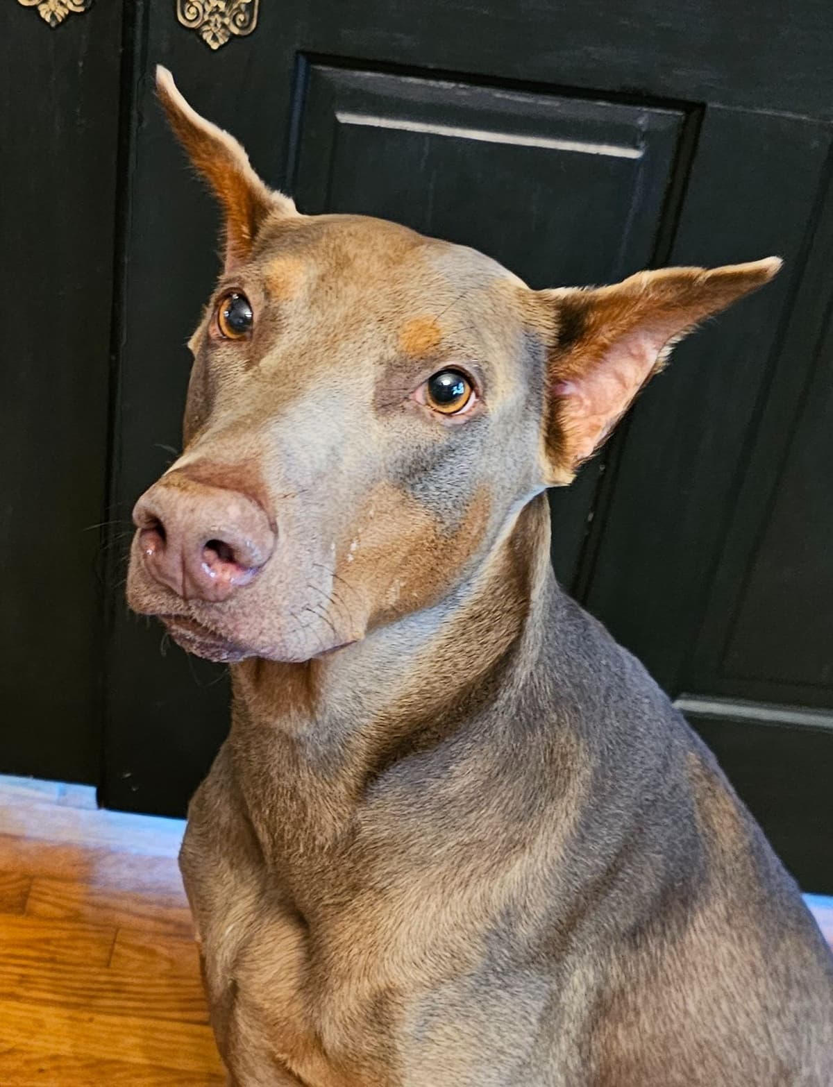 Doberman Pinscher Puppies breeder image 8