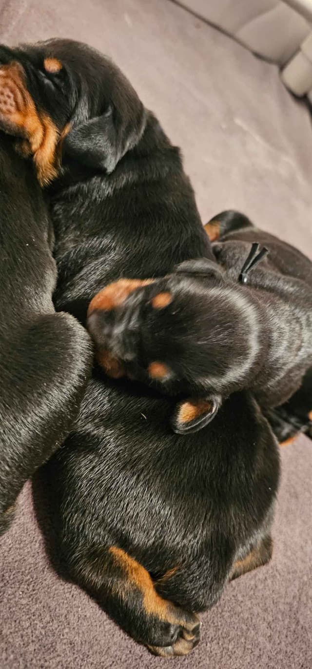 Doberman Pinscher Puppies media 3