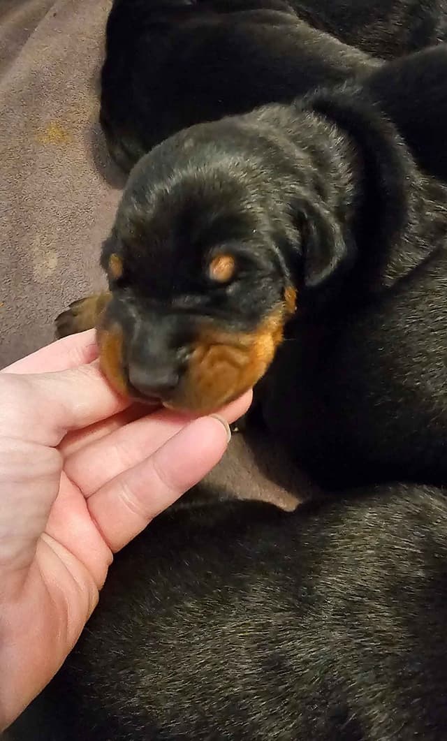 Doberman Pinscher Puppies media 4
