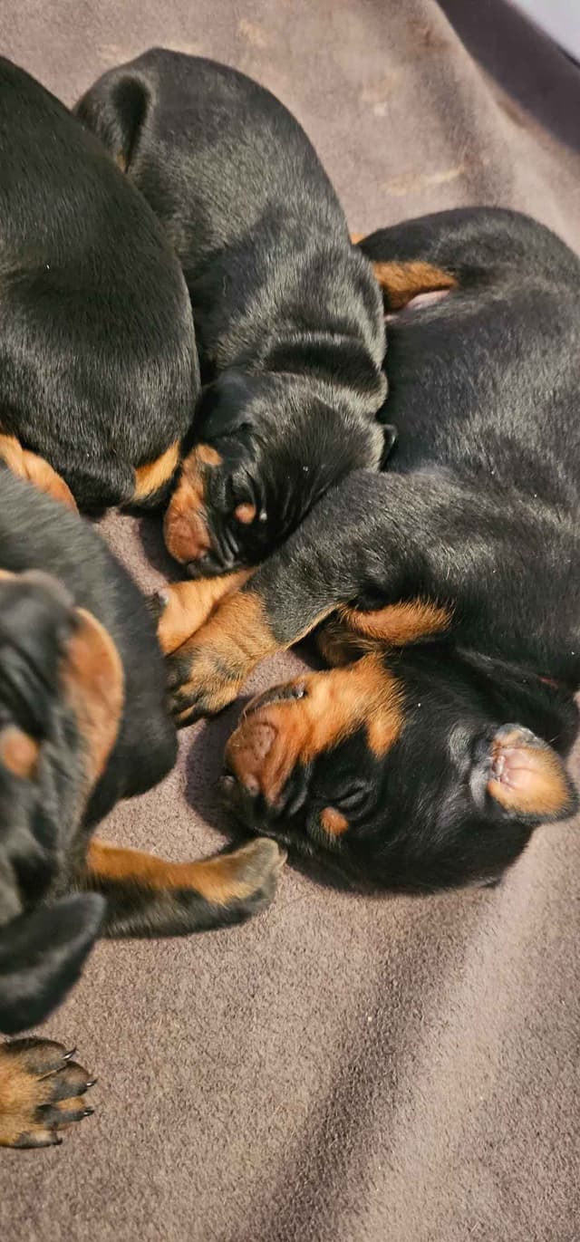 Doberman Pinscher Puppies media 5