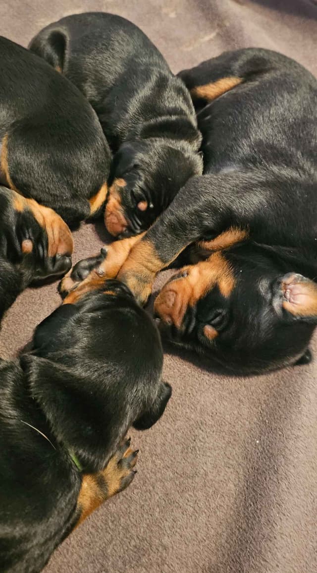 Doberman Pinscher Puppies media 6