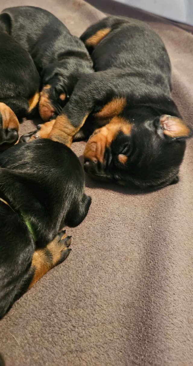 Doberman Pinscher Puppies media 7