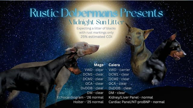 Doberman Pinscher Puppies media 9