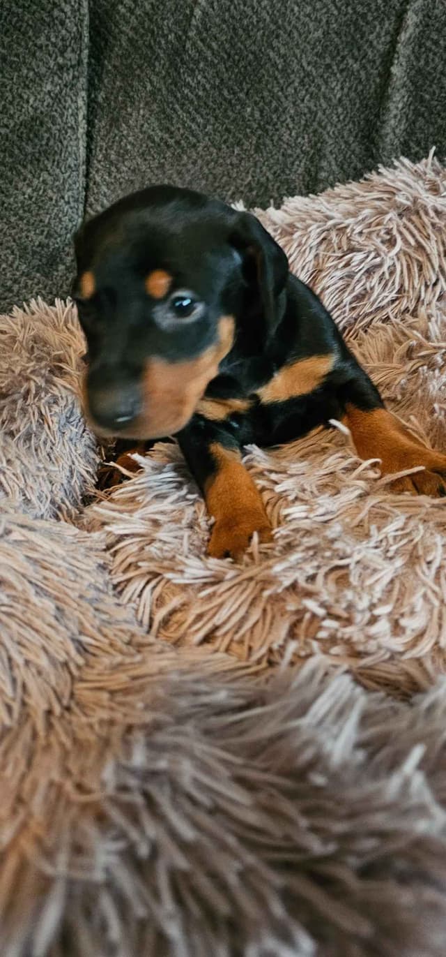 Doberman Pinscher Puppies media 11