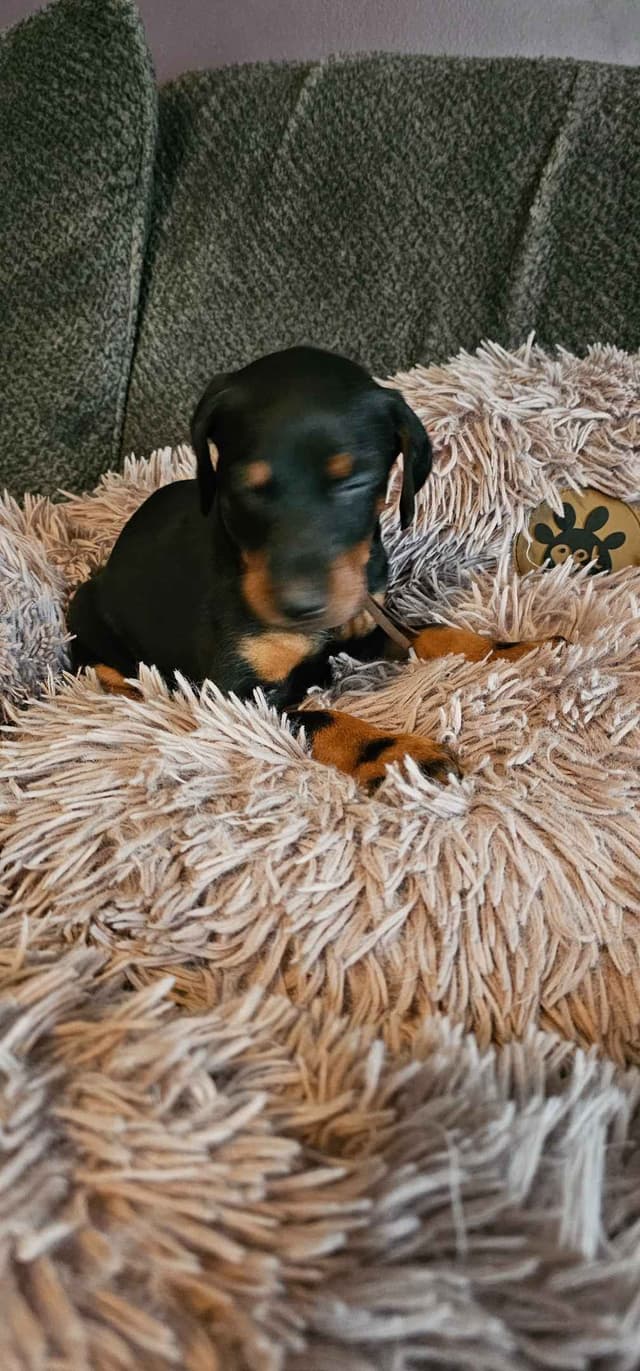 Doberman Pinscher Puppies media 12