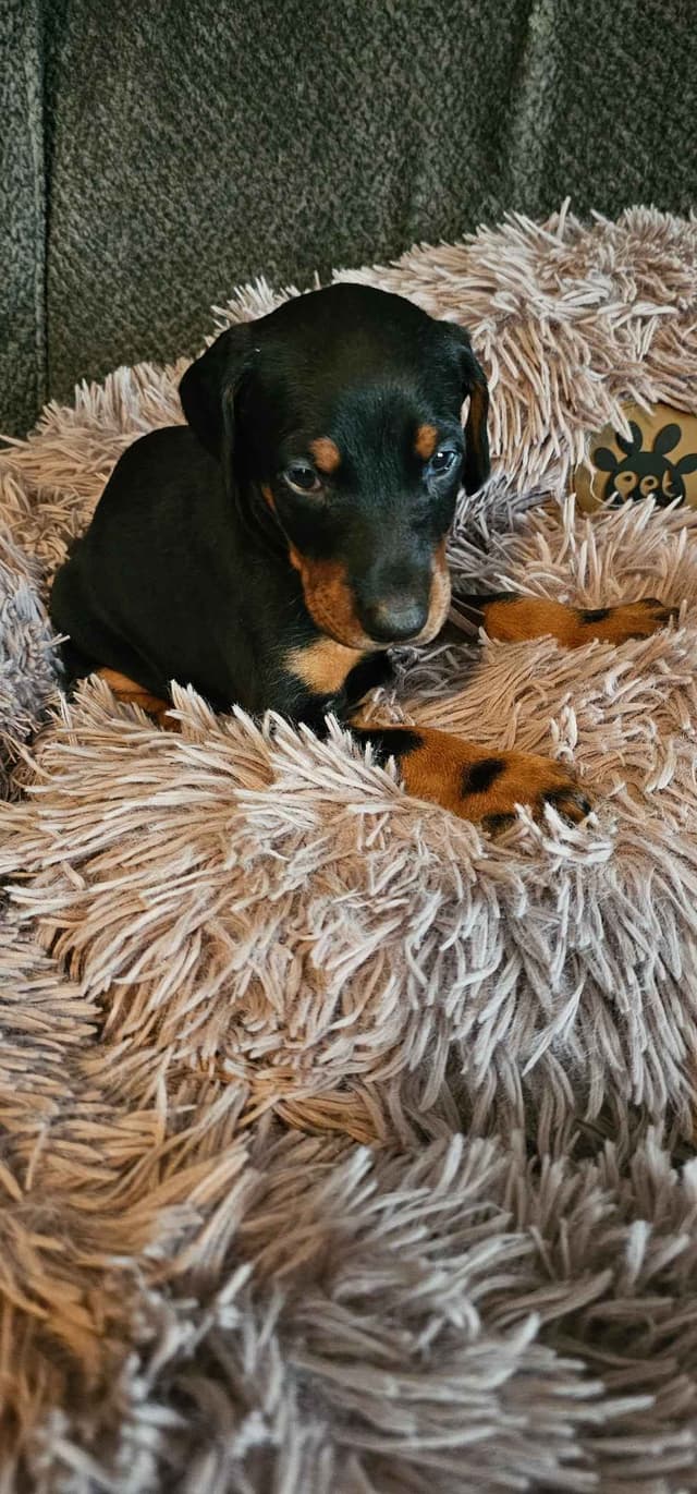 Doberman Pinscher Puppies media 13