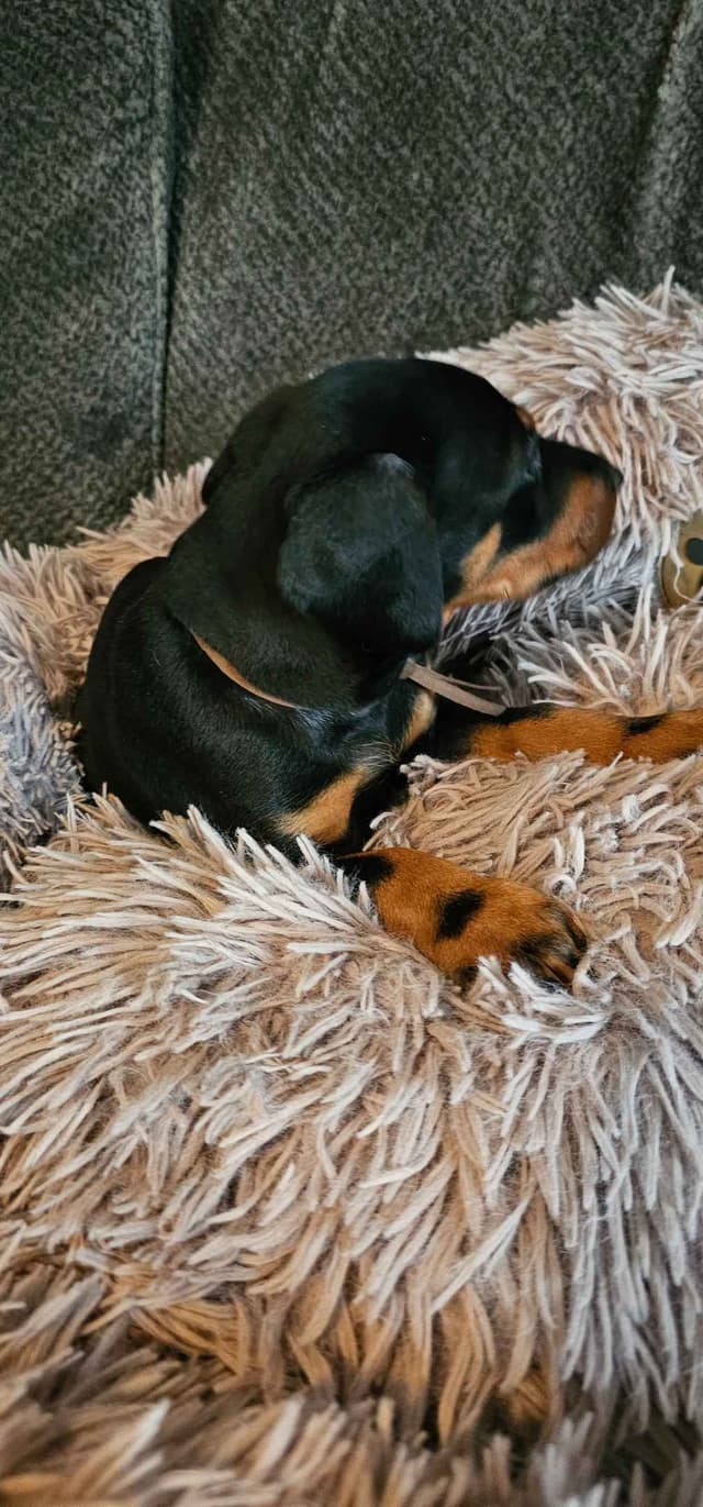 Doberman Pinscher Puppies media 15