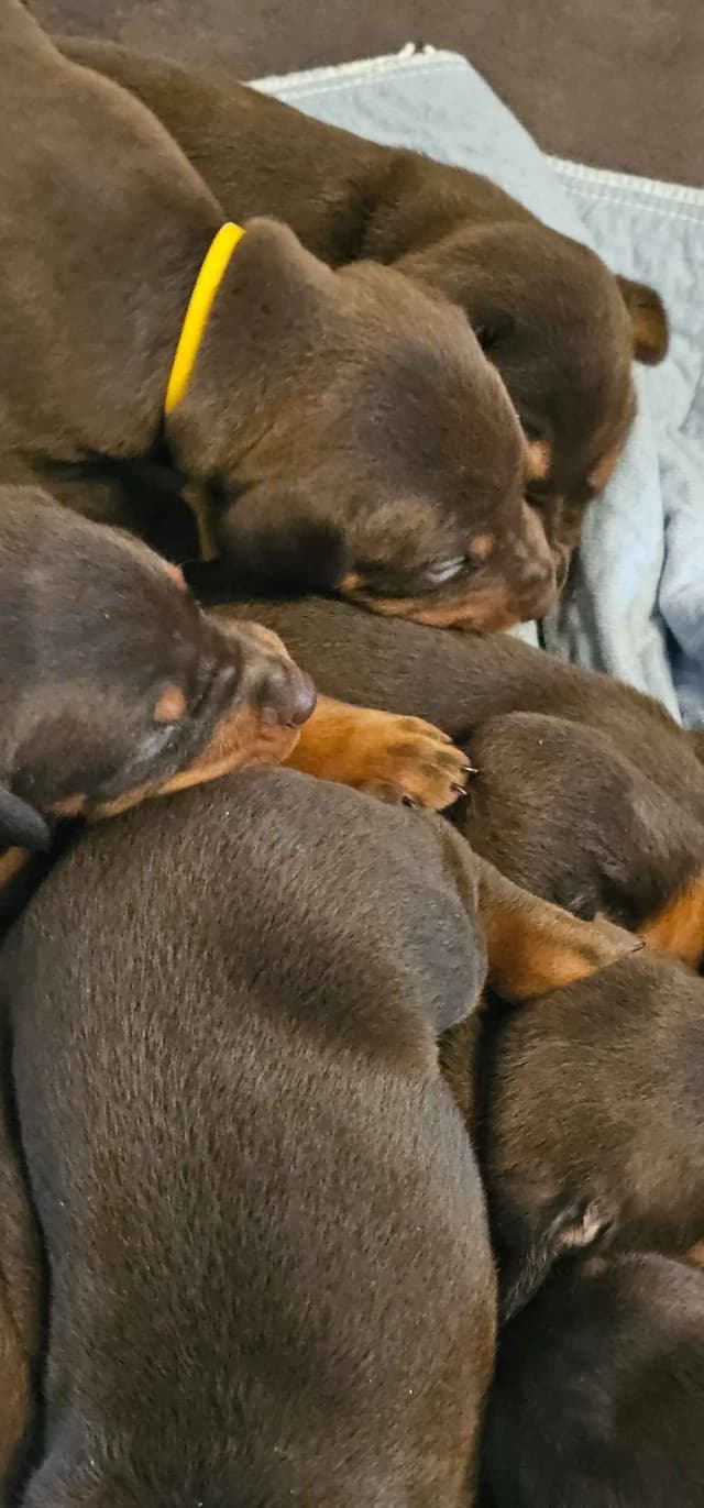 Doberman Pinscher Puppies media 3