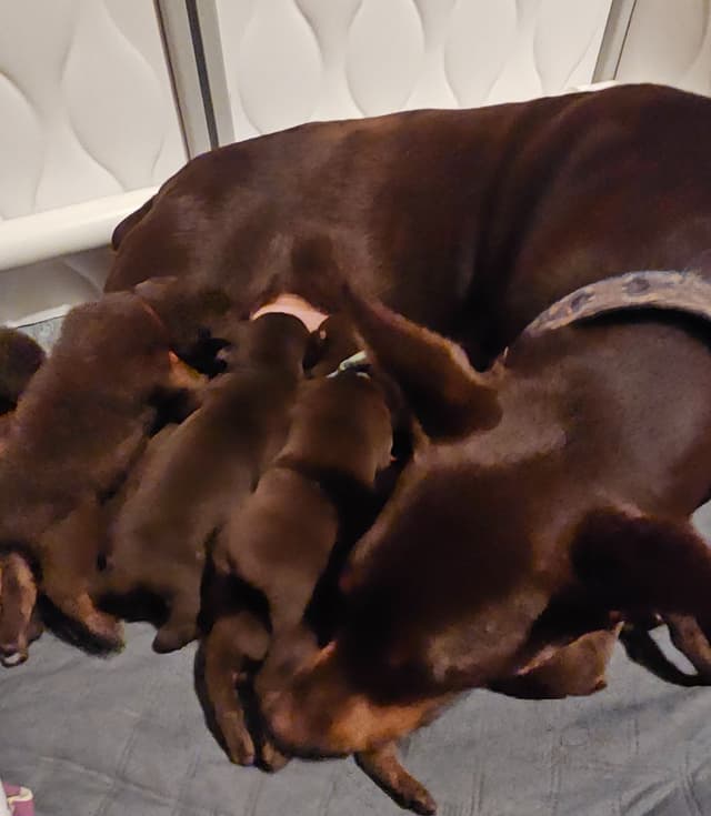 Doberman Pinscher Puppies media 4