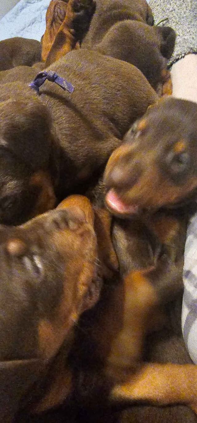 Doberman Pinscher Puppies media 10