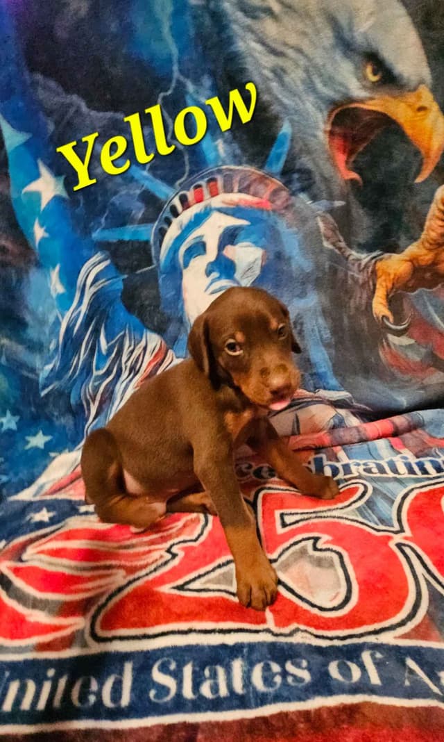 Doberman Pinscher Puppies media 15