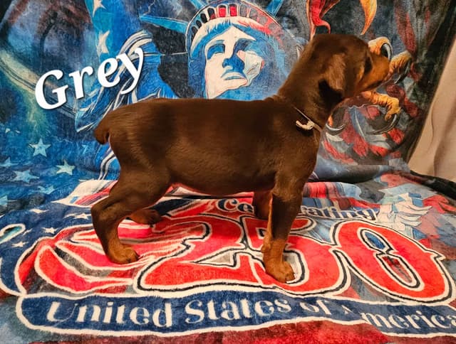 Doberman Pinscher Puppies media 17