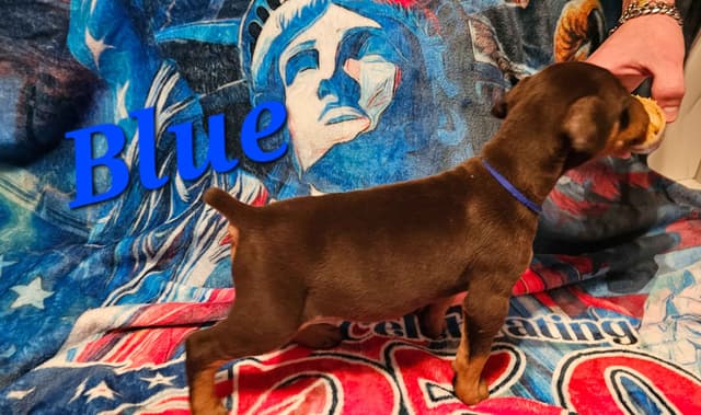 Doberman Pinscher Puppies media 21
