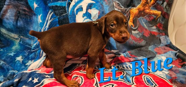 Doberman Pinscher Puppies media 24