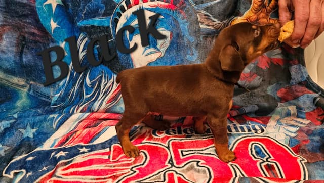 Doberman Pinscher Puppies media 23