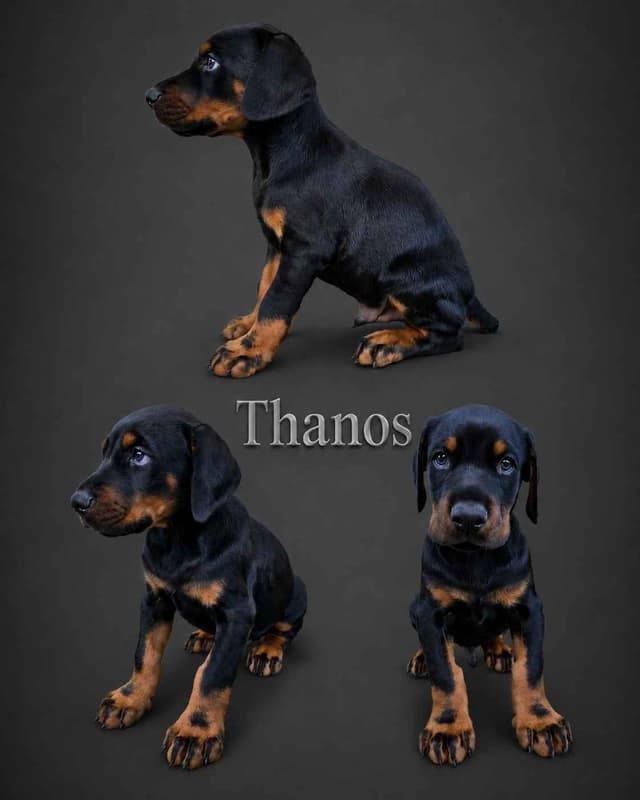 Doberman Pinscher Puppies media 2