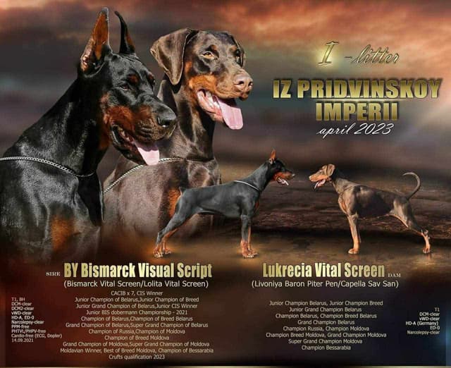 Doberman Pinscher Puppies media 3