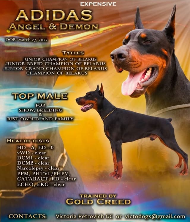 Doberman Pinscher Puppies media 6
