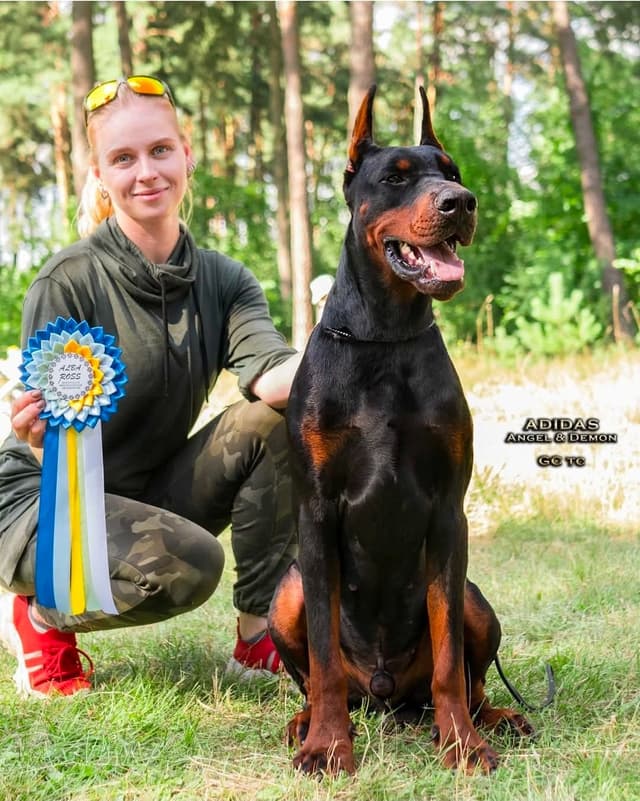 Doberman Pinscher Puppies media 4