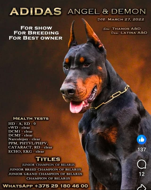 Doberman Pinscher Puppies media 5