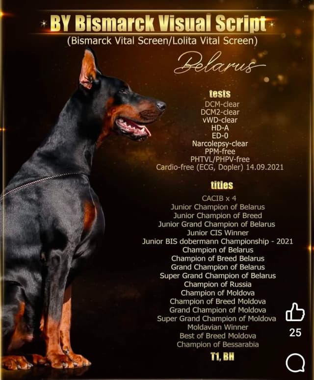 Doberman Pinscher Puppies media 8