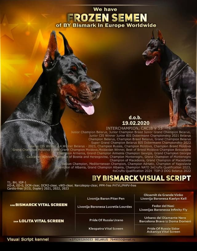 Doberman Pinscher Puppies media 7