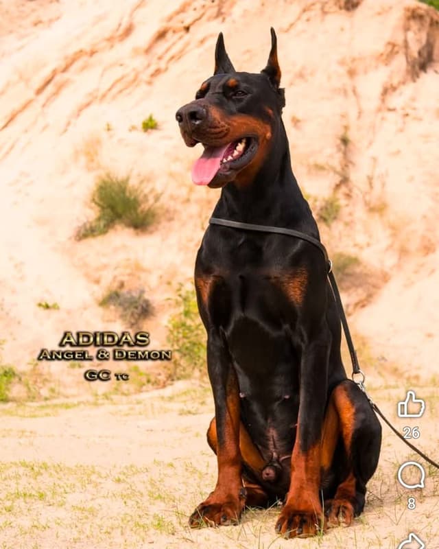 Doberman Pinscher Puppies media 9