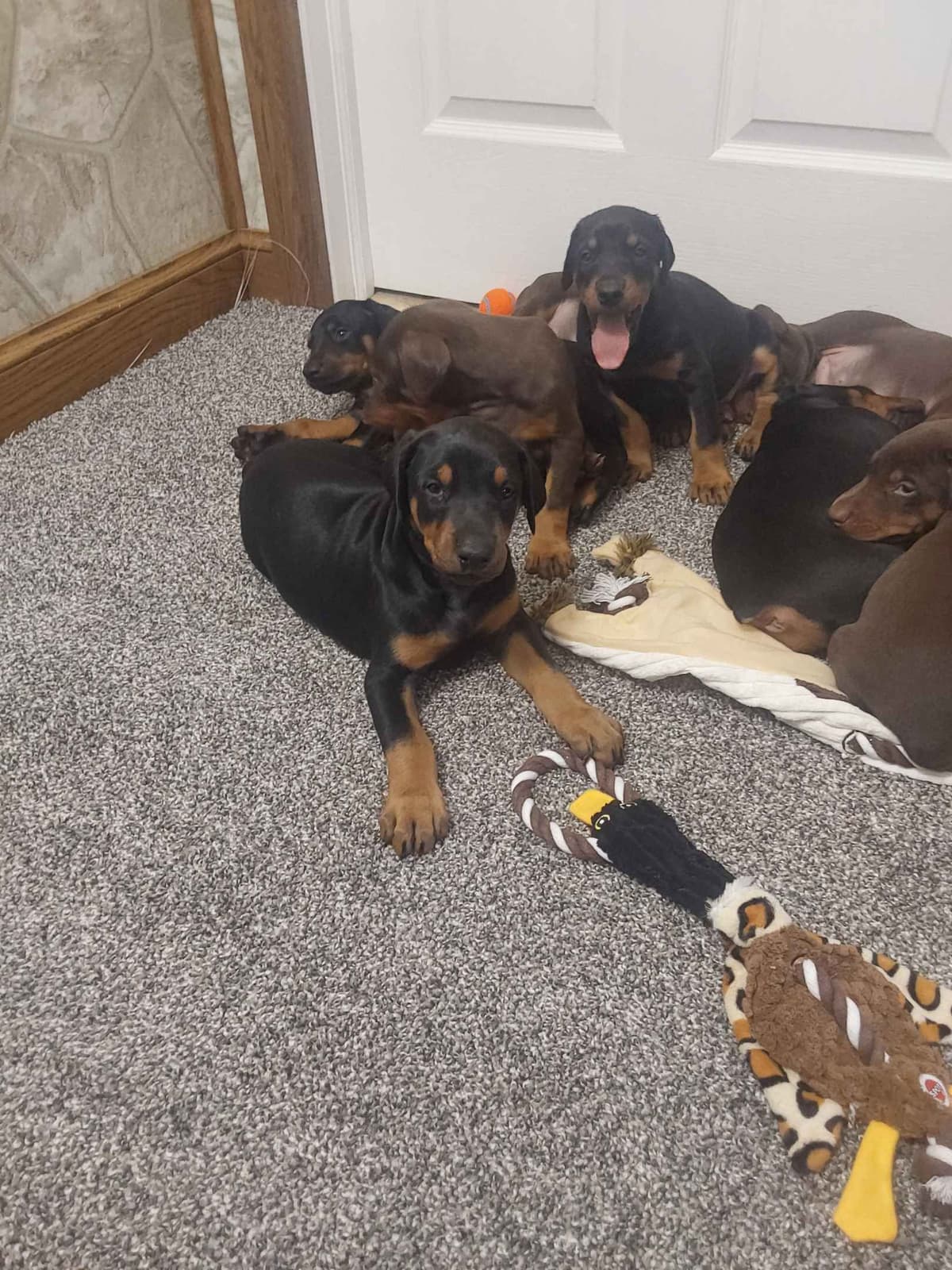 Doberman Pinscher Puppies breeder image 1