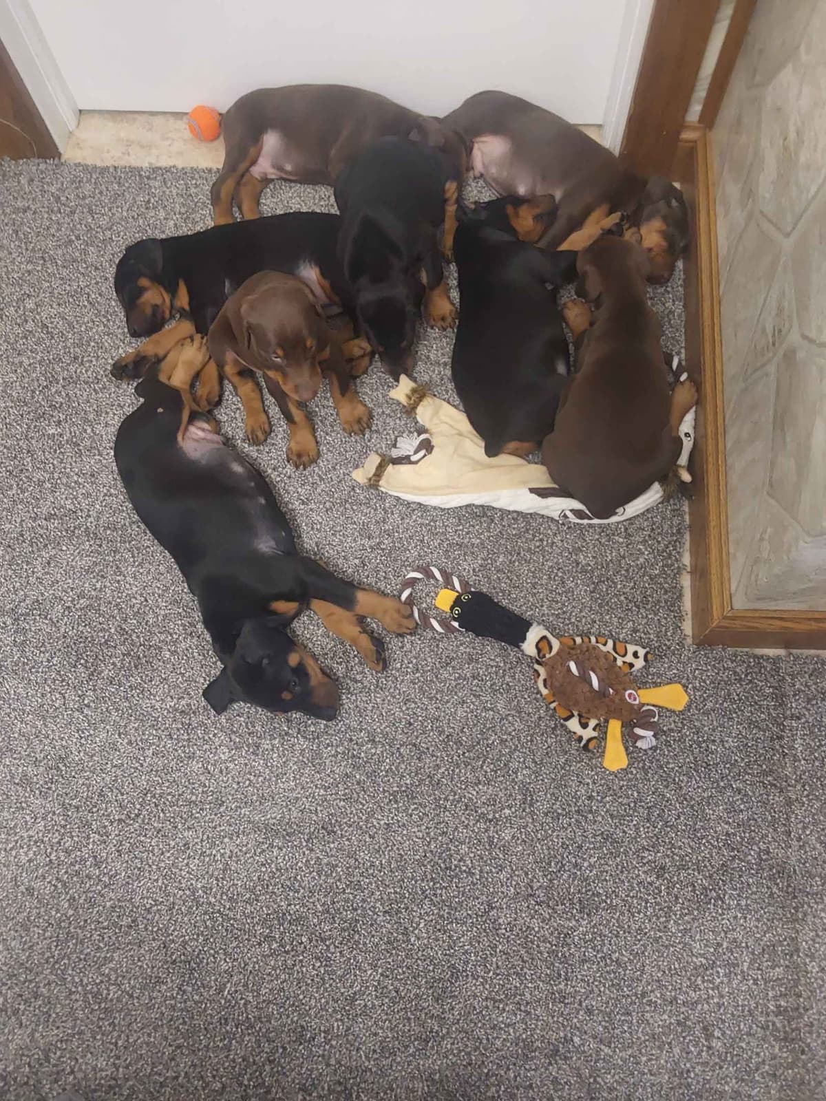 Doberman Pinscher Puppies breeder image 2