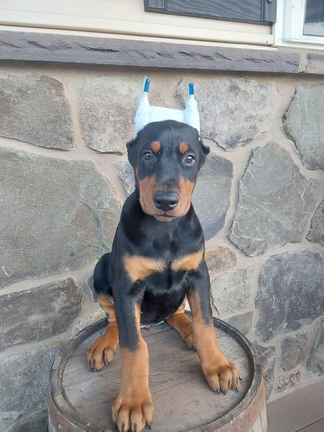 Doberman Pinscher Puppies media 2