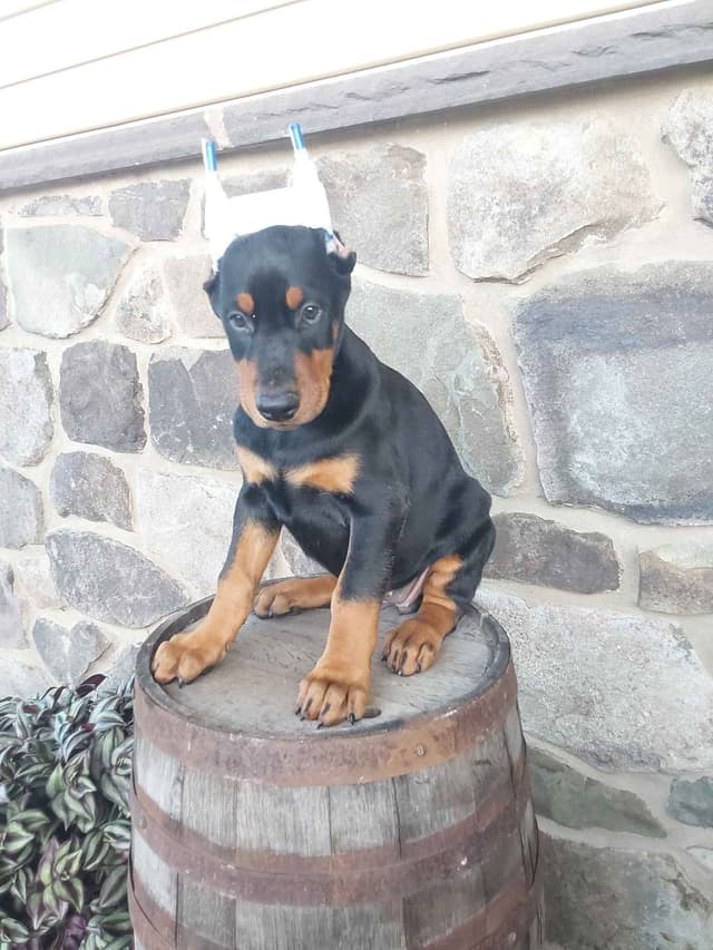 Doberman Pinscher Puppies media 3