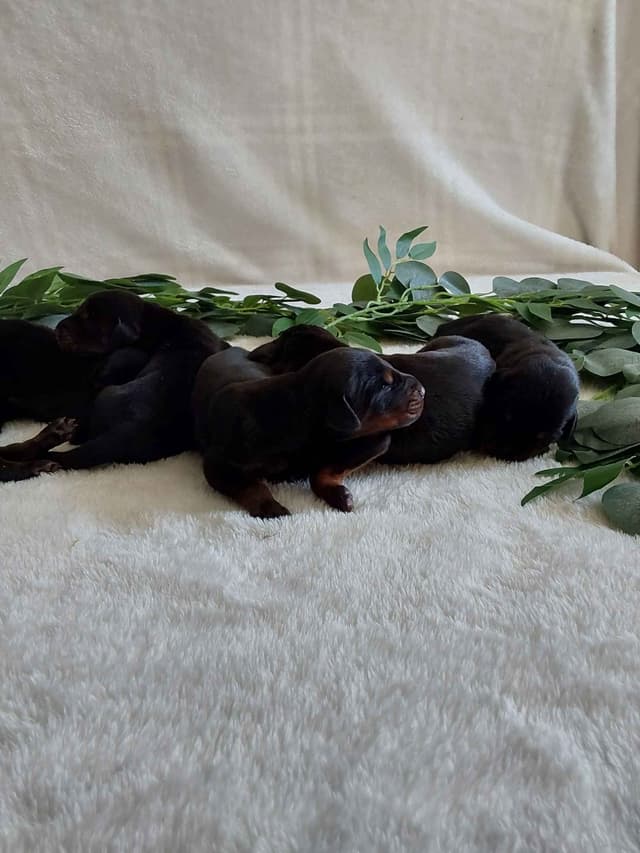Doberman Pinscher Puppies media 2