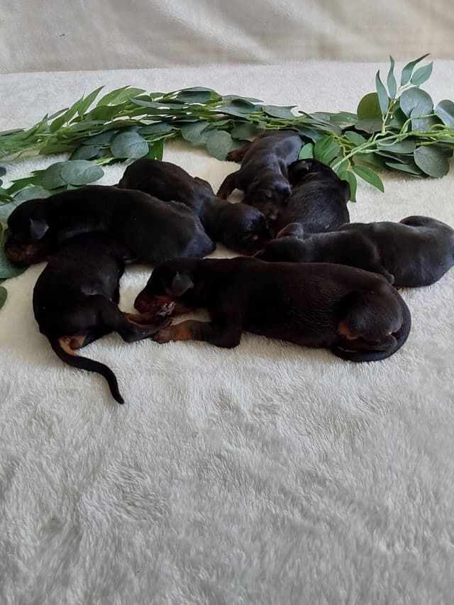 Doberman Pinscher Puppies media 3