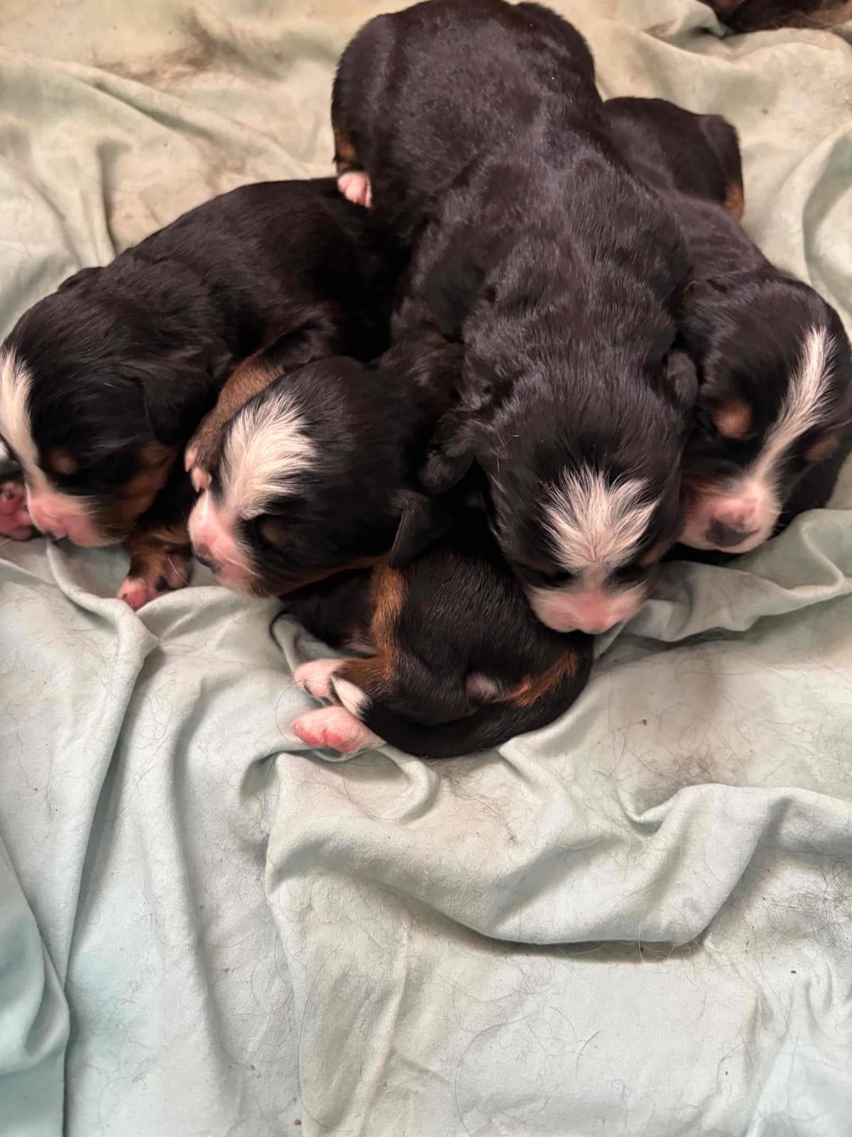 Bernese Mountain Dog Puppies breeder image 3