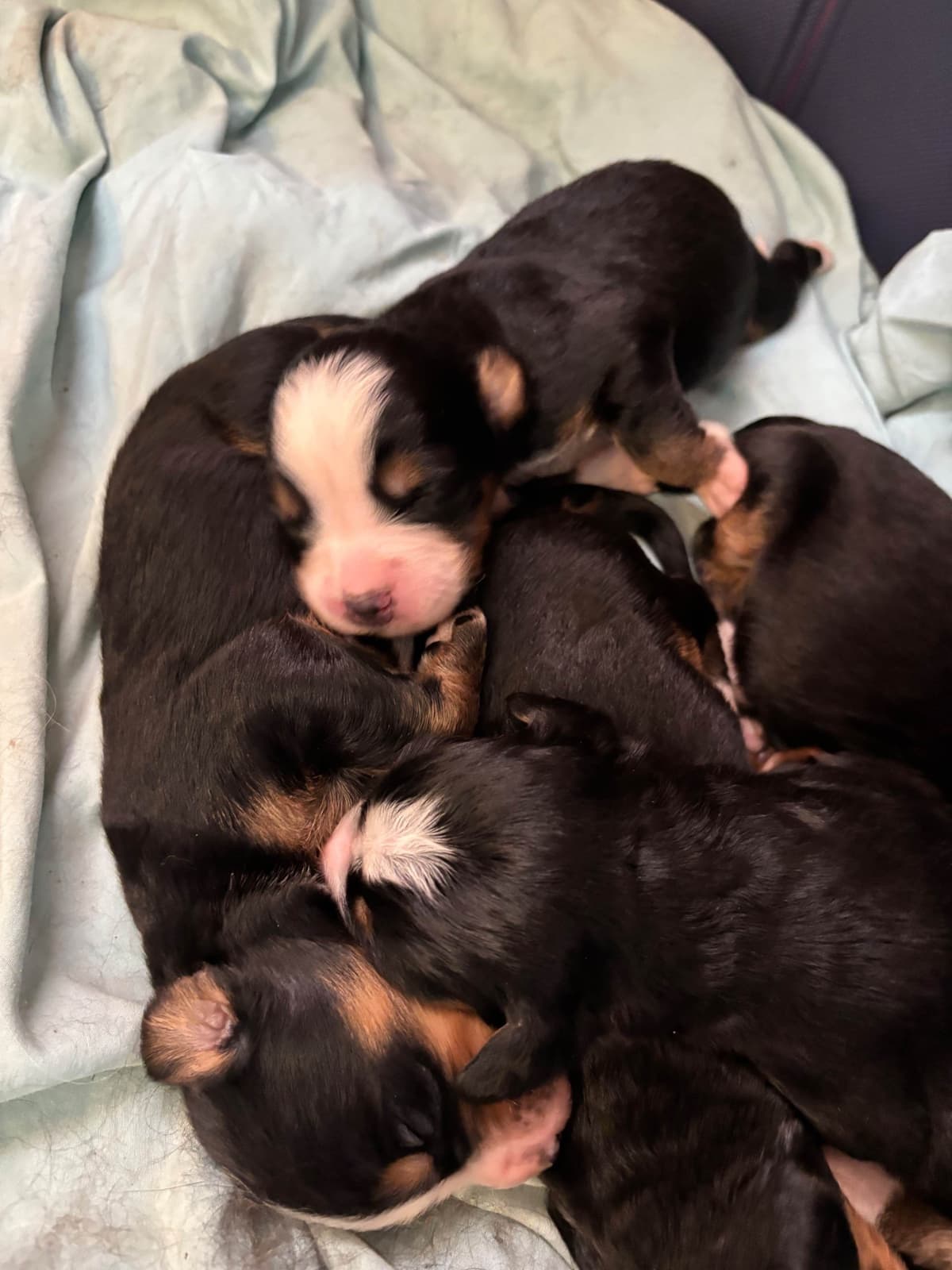 Bernese Mountain Dog Puppies breeder image 4