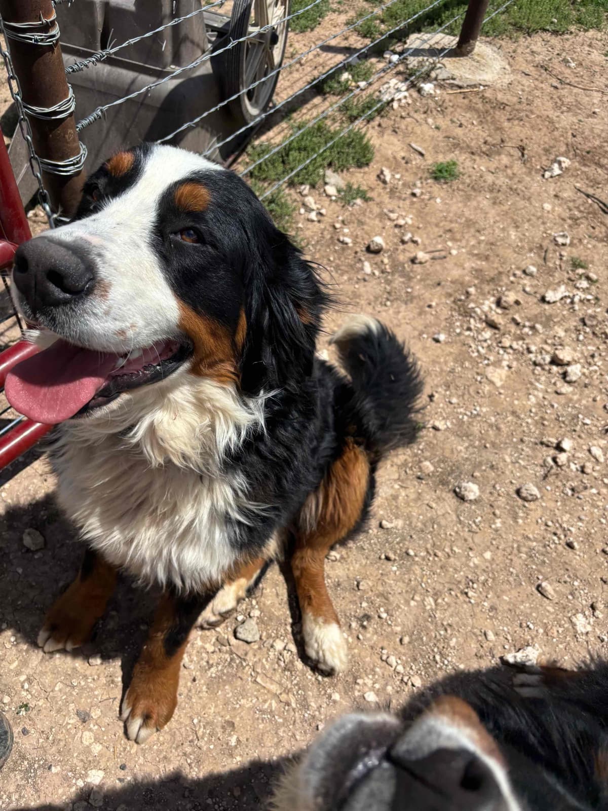 Bernese Mountain Dog Puppies breeder image 5