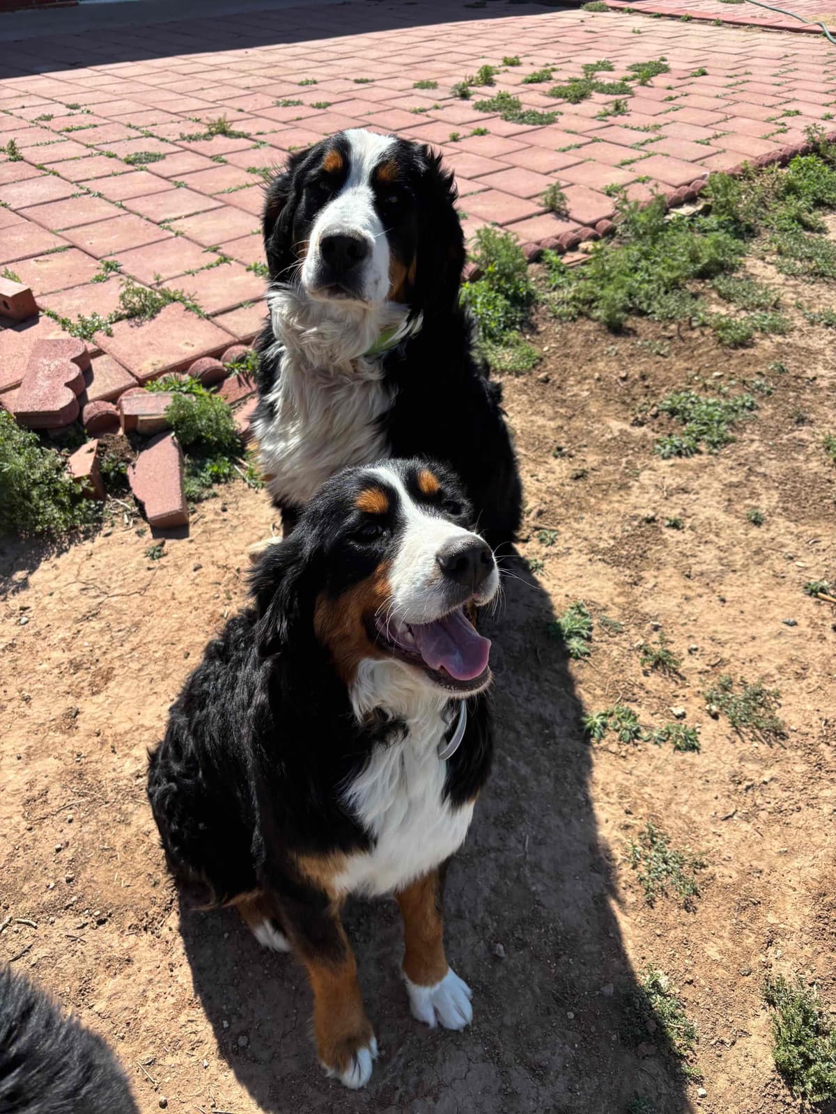 Bernese Mountain Dog Puppies breeder image 6