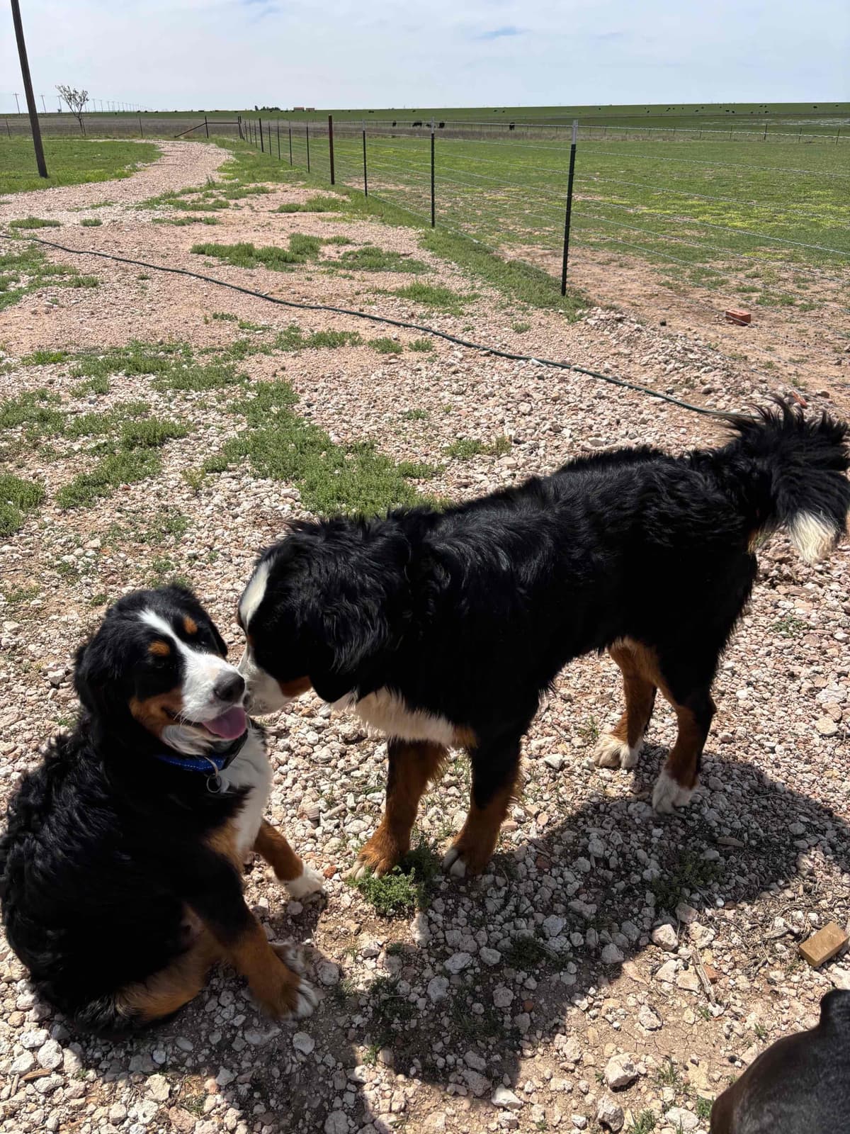 Bernese Mountain Dog Puppies breeder image 7